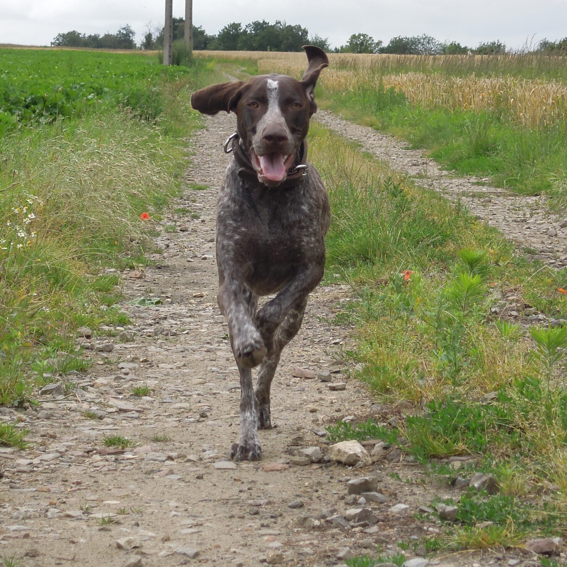 chien heureux qui court dans les champs