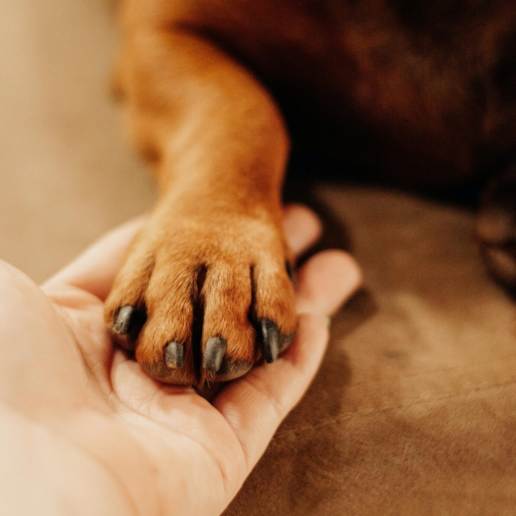 accompagnement pré adoption du chien en méthode positive, en Haute-Savoie et à Genève