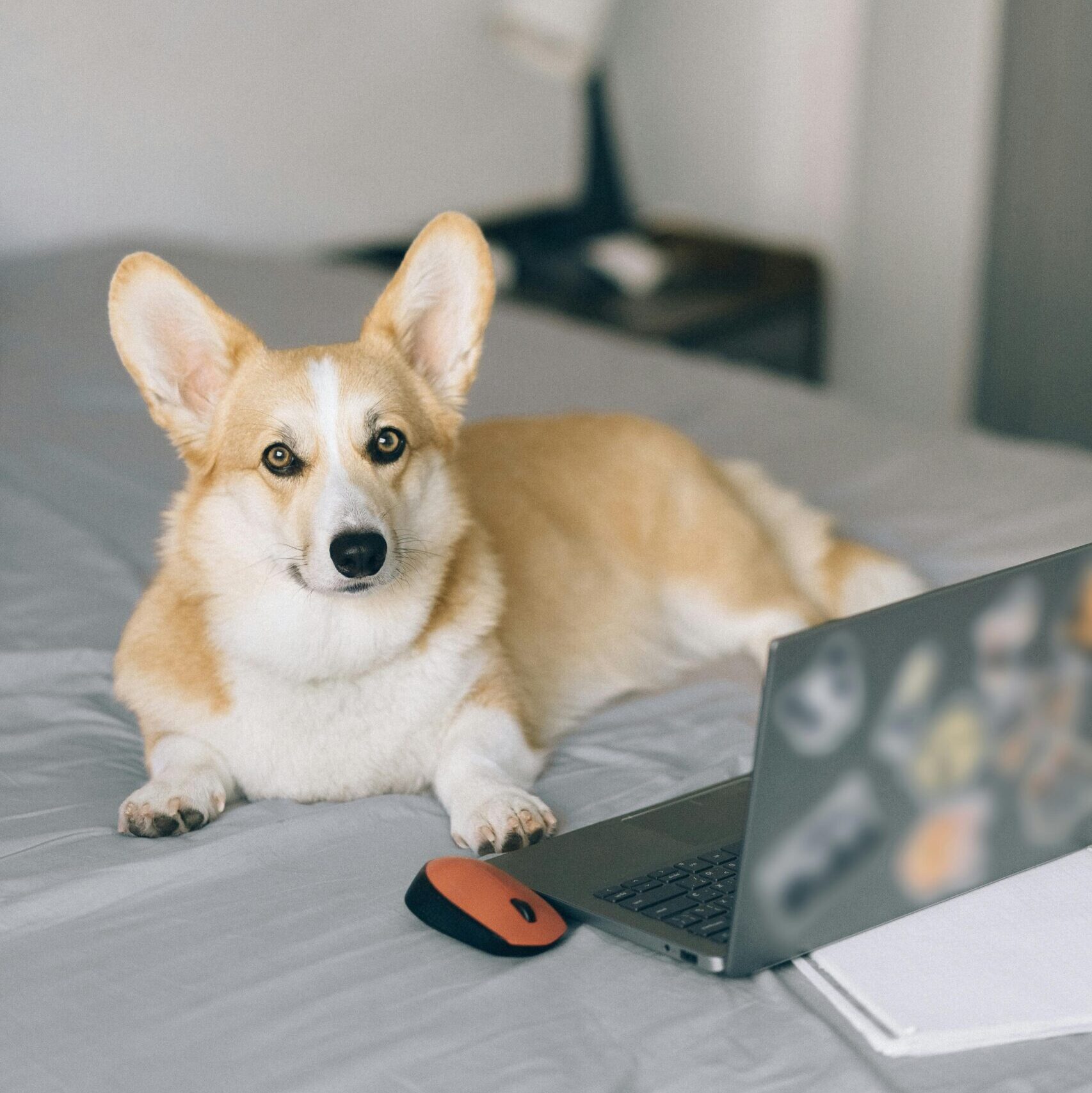 chien devant un ordinateur pour un bilan comportemental en Haute-Savoie et Genève