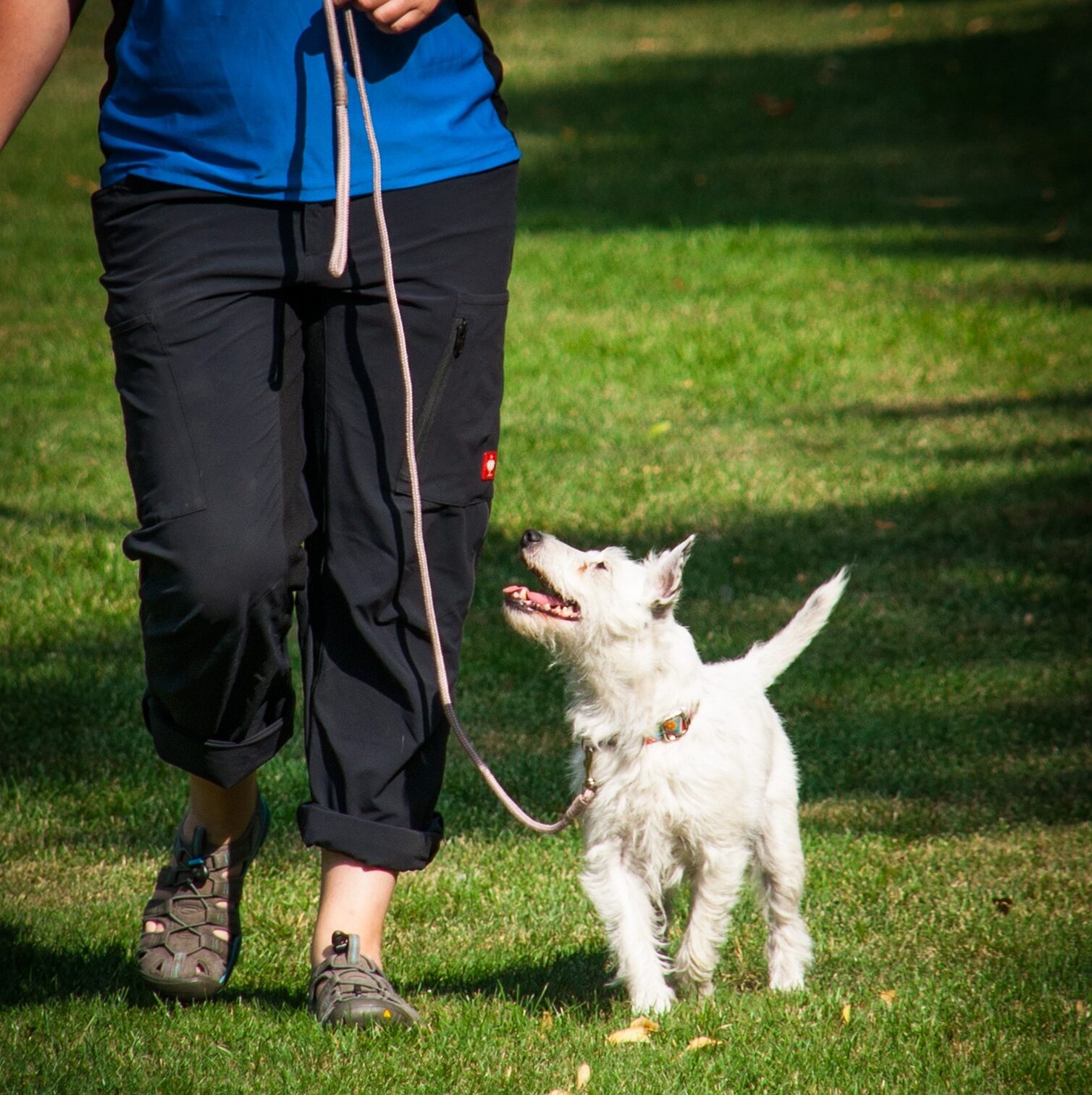 chien qui marche en laisse attentif à son maître