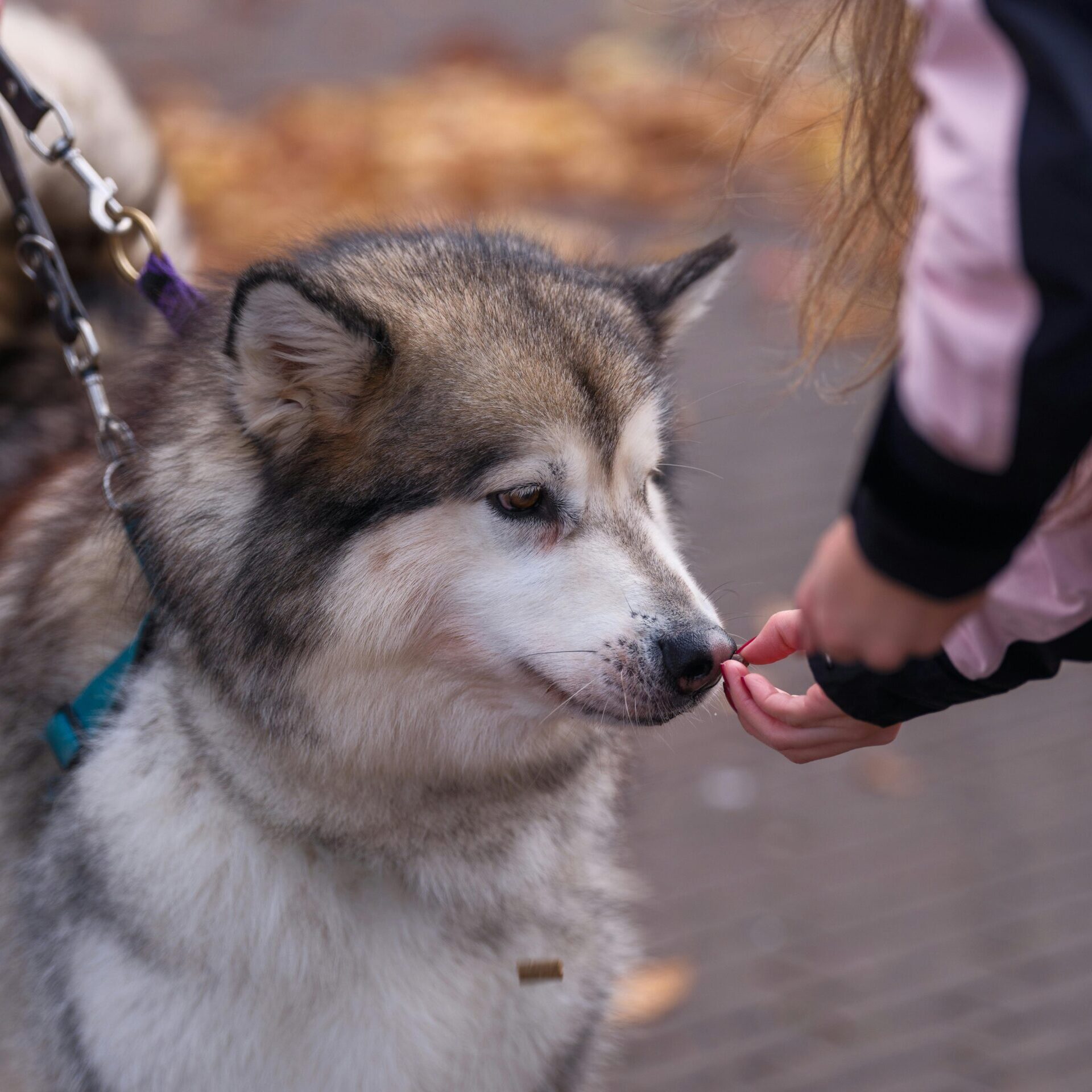relation chien enfant, en Haute-Savoie et Genève
